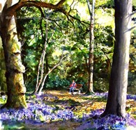 Blue Bell Wood, original watercolour painting by Robin Storey