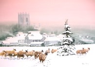 Sheep in the snow, original watercolour painting by Robin Storey