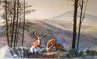 Highland Deer, original watercolour painting by Robin Storey