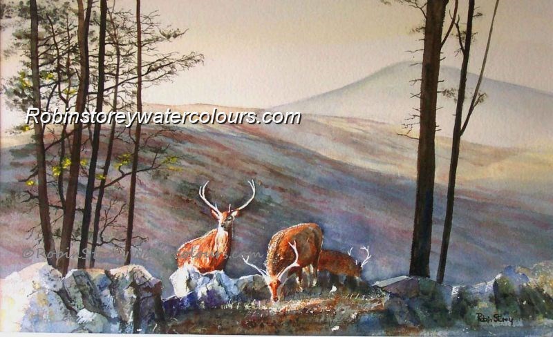 Highland Deer ,original watercolour by Robin Storey Highland Deer ,original watercolour by Robin Storey